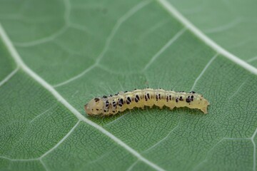 yellow caterpillar on a leaf