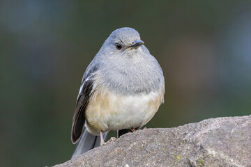 Close up shot of Oriental magpie-robin