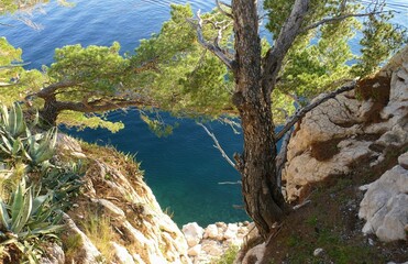 Pine tree on the rock by the sea 