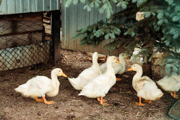 yellow goslings walk on the street and nibble grass during the day