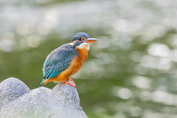 Close up shot of Common kingfisher