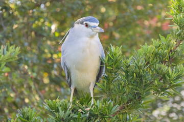 Close up shot of Black-crowned Night Heron