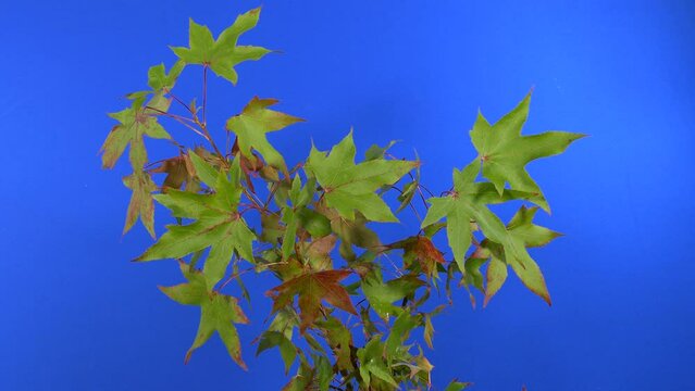 Plant With Spiky Leaves - Bluescreen For Compositing
