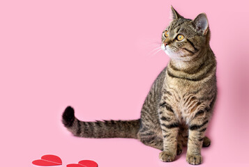 portrait adorable beautiful cute tabby cat kitty isolated on pink background playful muzzle paper hearts garland love valentine day negative space for text copy paste domestic pet pussycat feline head