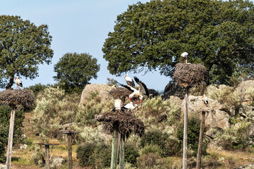 Storks colony in a protected area at Los Barruecos Natural Monument, Malpartida de Caceres,...