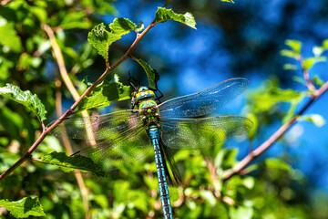 Southern hawker, Aeshna cyanea in the Dunes of Corrubedo Natural Park in Galicia, Spain