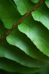 Close-up macro bright green leaves fern texture tropical forest plant in soft focus background.Biology leaf botanical desktop wallpaper,website cover backdrop,ecology or environment banner concept.