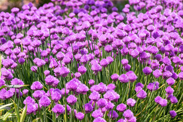 Naklejka premium Violet meadow full of blooming garlic (purple flowers)