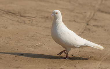 Beautiful close up image of a Pigeon with blurred background. 