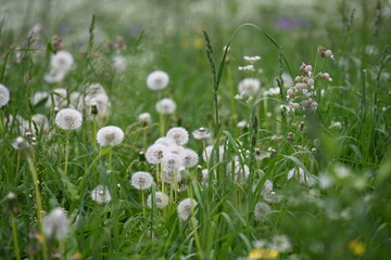 prateria allergia primavera pollini polline 