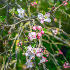 branch with blossom