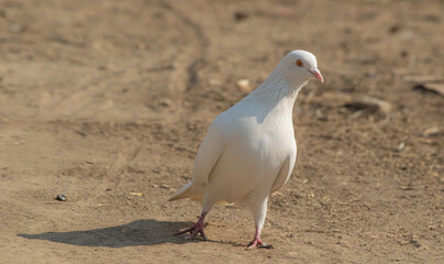 Close up image of a domestic pigeon with blurred background. Pigeon portrait. Pigeon image.