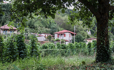 Houses in Zarouhla village. Achaia, Greece .