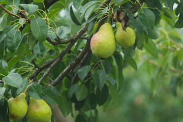 Pear tree, pears on a tree in the organic garden on a background of greenery, rich fruit harvest. Empty Copy space for your text. Selective focus. Close up