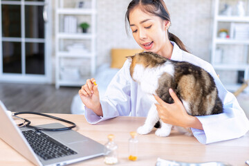 Veterinarian doctor online call show examining a cat checkup result and treatment at clinic