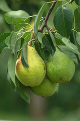 Pear tree. Ripe yellow pears on a tree in the garden. Eco natural products, rich fruit harvest. Selective soft focus. Close up macro