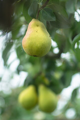 Ripe yellow pears in the organic garden on a blurred background of greenery. Eco natural products, rich fruit harvest. Empty Copy space for your text. Selective focus. Close up macro