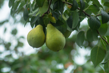 Ripe yellow pears on a tree in the organic garden on a blurred background of greenery, natural products, rich fruit harvest. Empty space for your text. 