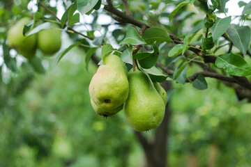 Pear tree. Ripe yellow pears on a tree in the organic garden. Eco-friendly natural products, rich fruit harvest. Selective soft focus. Close up macro