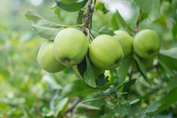 Golden Delicious Apple. Green juicy apples in the organic garden on a blurred background of greenery. Eco-friendly natural products, Selective soft focus. Close up macro