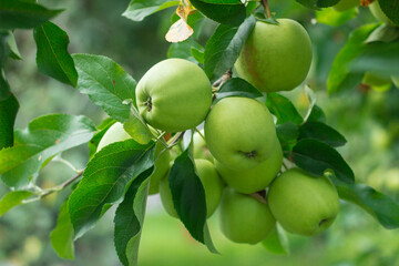 Golden Delicious Apple. Fresh ripe green juicy apples in the organic garden on a blurred background of greenery. Eco-friendly natural products, rich fruit harvest. Selective soft focus