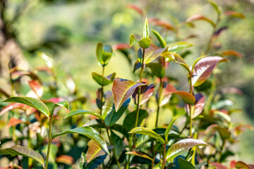 On a tea plantation in Thailand