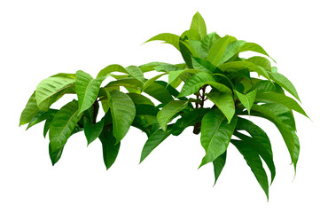 Plant leaves Green nature Tropical forest isolated on transparent background - png  © eakarat