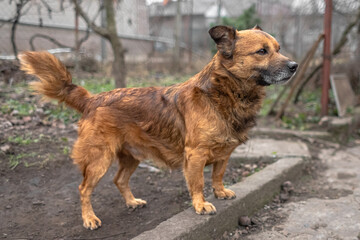 Dog photo. No breed. A barking pet. Red wool. A devoted pet. House guard. Animal protection....