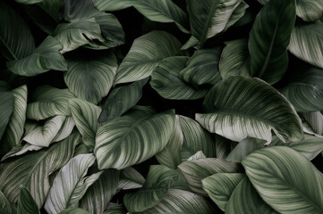 abstract green leaf texture, nature background, tropical leaf	