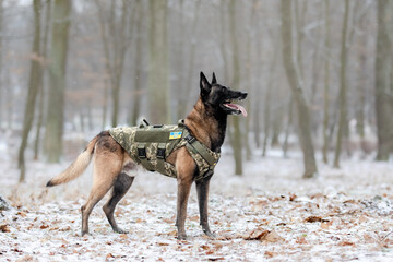 Dog armor. Dog in a bulletproof vest. Belgian Shepherd Malinois portrait outdoor.  Working dog. Guard dog. Ukraine flag