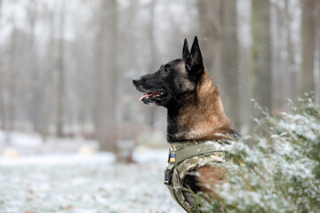 Dog armor. Dog in a bulletproof vest. Belgian Shepherd Malinois portrait outdoor.  Working dog. Guard dog. Ukraine flag