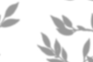 leaf shadow overlay effect. white background with tropical leaves shadows