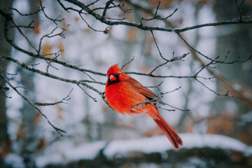 cardinal on a branch