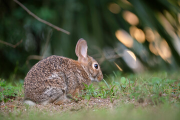 Grey small hare eating grass on summer field. Wild rabbit in nature