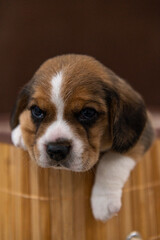 Fototapeta na wymiar Beagle puppies