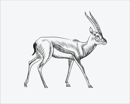 Hand Drawn sketch of  antelope vector illustration on white background