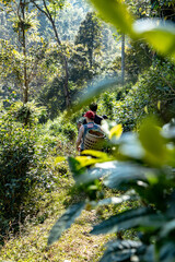 Obraz premium On a tea plantation in Thailand