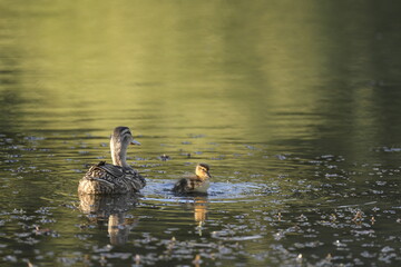 duck and duckling on lake