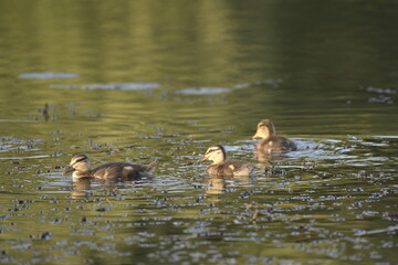 ducklings in lake