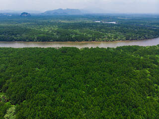 Fototapeta na wymiar Aerial view green mangrove tropical rain forest with river