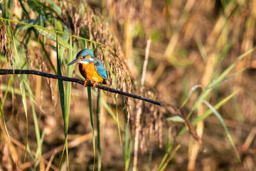 Common kingfisher perched/sitting on a branch, against a background of reeds. At Lakenheath Fen nature reserve in Suffolk, UK