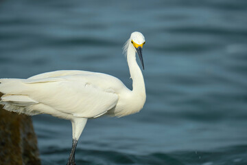 White heron wild sea bird, also known as great or snowy egret hunting on seaside in summer
