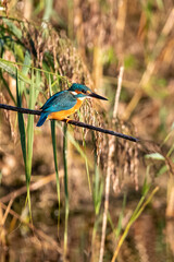 Common kingfisher perched/sitting on a branch, against a background of reeds. At Lakenheath Fen nature reserve in Suffolk, UK