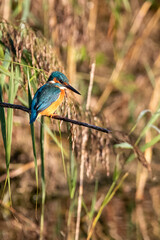 Common kingfisher perched/sitting on a branch, against a background of reeds. At Lakenheath Fen nature reserve in Suffolk, UK