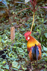 A cock in a garden in Thailand
