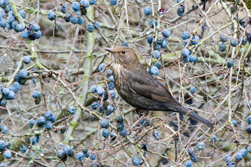 Amselweibchen im Winter