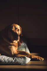 Fox Red labrador Retriever working dog resting in a home interior with high contrast window light