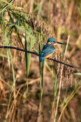 Common kingfisher perched/sitting on a branch, against a background of reeds. At Lakenheath Fen nature reserve in Suffolk, UK