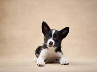 playful puppy on a beige background. one month old border collie in studio. Dog in studio 