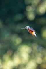 Female common kingfisher hovering/flying over water, against a green background. At Lakenheath Fen nature reserve in Suffolk, UK